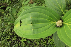 Medinilla speciosa