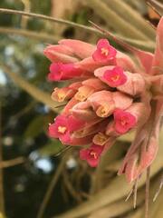 Tillandsia gardneri