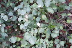 Symphoricarpos albus