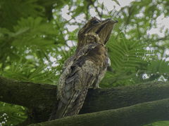 Nyctibius griseus