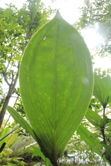 Medinilla speciosa