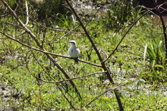 Fluvicola nengeta