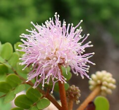 Mimosa bahamensis