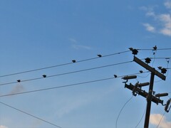 Streptopelia decaocto