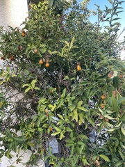 Citrus japonica