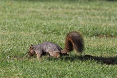 Sciurus niger