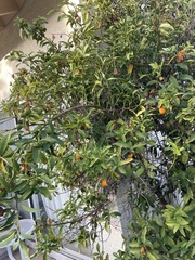 Citrus japonica