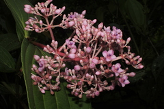 Medinilla speciosa