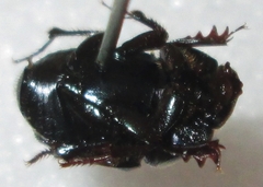 Phalops dregei