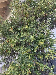 Citrus japonica