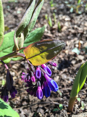 Mertensia virginica