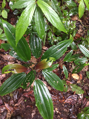 Dichaetanthera