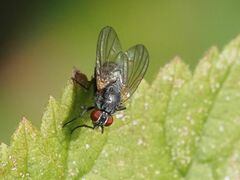Emmesomyia