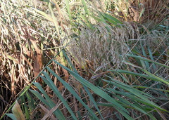 Phragmites australis