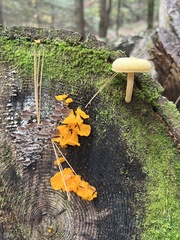 Dacrymyces chrysospermus