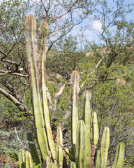 Lophocereus schottii