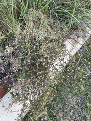 Symphyotrichum subulatum