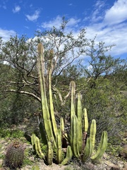 Lophocereus schottii