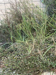 Symphyotrichum subulatum