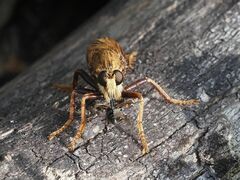Asilus crabroniformis