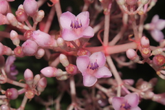Medinilla speciosa