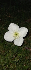 Oenothera centaurifolia