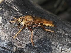 Asilus crabroniformis