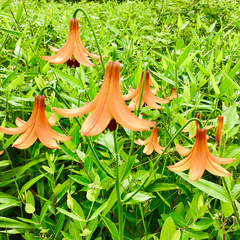 Lilium canadense