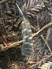 Megascops kennicottii