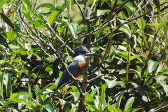 Megaceryle torquata