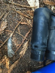 Megascops kennicottii
