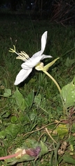 Oenothera centaurifolia