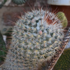 Mammillaria bombycina