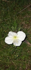 Oenothera centaurifolia