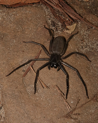 Morebilus plagusius