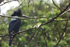 Megaceryle torquata