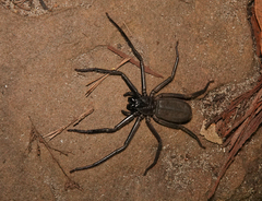 Morebilus plagusius