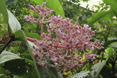 Medinilla speciosa