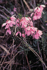 Tetratheca pilosa