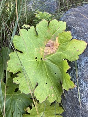 Darmera peltata
