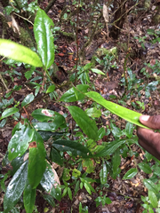 Dichapetalum