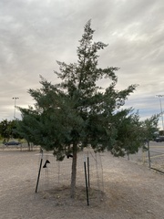 Juniperus