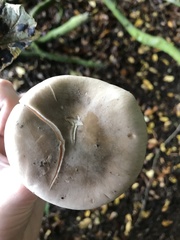Clitocybe nebularis