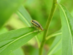 Trirhabda canadensis