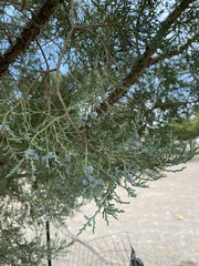 Juniperus