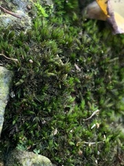 Orthotrichum anomalum