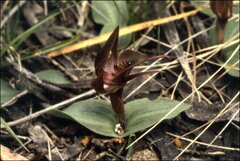 Chiloglottis triceratops