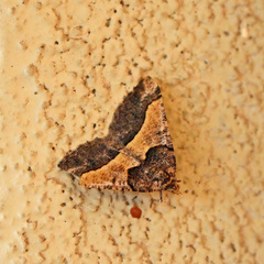 Frederickia hypaethrata