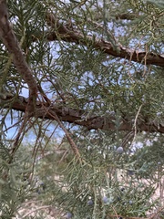 Juniperus