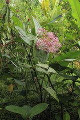 Medinilla speciosa